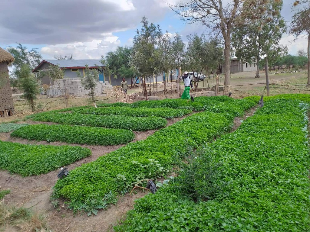 Community vegetable garden supported by ACTS in Ethiopia